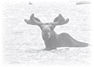 An Outdoorsman’s Journal
