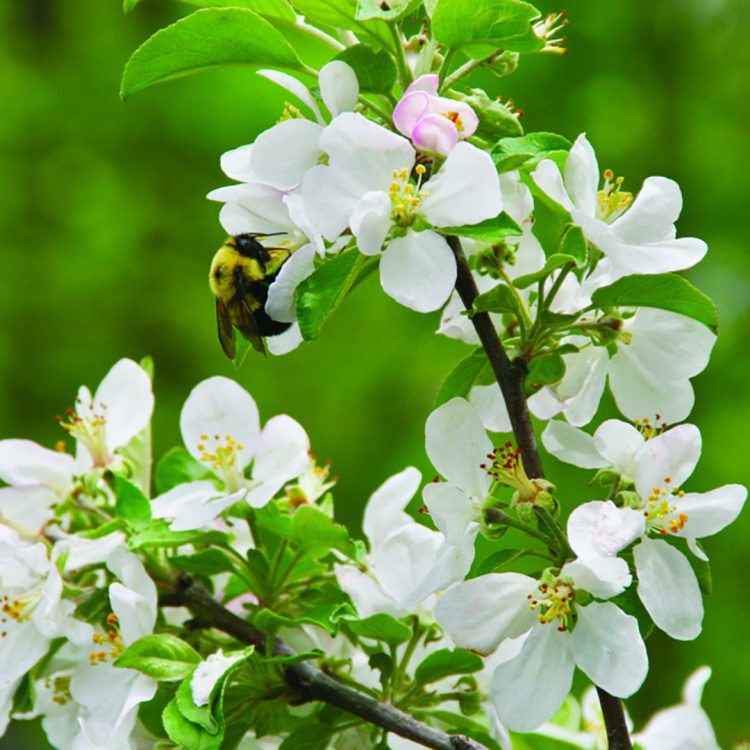 Help out native pollinators Help out native pollinators