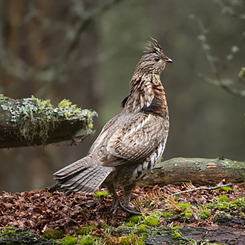 Survey shows increase in state’s drumming grouse Survey shows increase in state’s drumming grouse