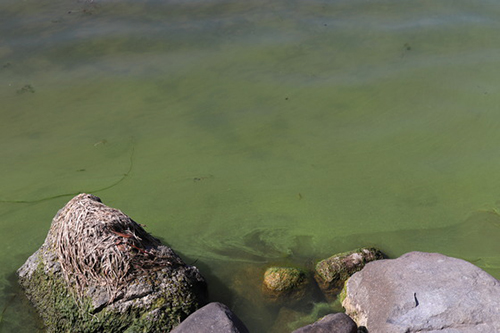 When it comes to blue-green algae, stay out of water When it comes to blue-green algae, stay out of water