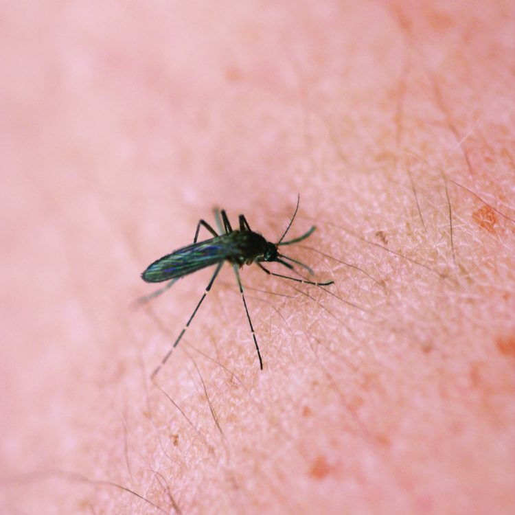 Take care not to get bitten by EEE carrying mosquitoes Take care not to get bitten by EEE carrying mosquitoes