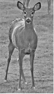CWD sampling, carcass waste options for the deer hunting season CWD sampling, carcass waste options for the deer hunting season