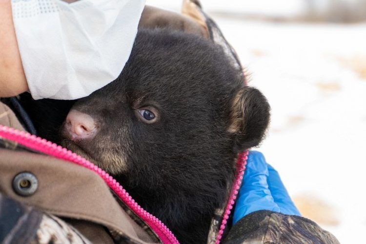 If you find a black bear den, report it immediately If you find a black bear den, report it immediately