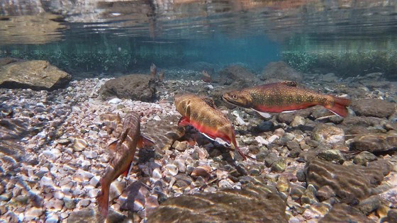 Brook trout habitat is in danger of dwindling Brook trout habitat is in danger of dwindling