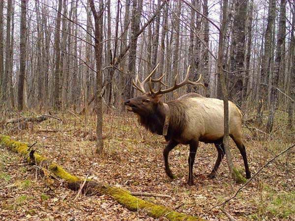 Celebrating a successful 2024 elk hunting season Celebrating a successful 2024 elk hunting season