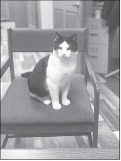 A Tail of Triumph: Larry’s Journey to a Forever Home A Tail of Triumph: Larry’s Journey to a Forever Home