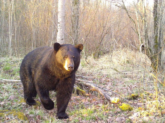 Avoid conflicts with bears whenever possible