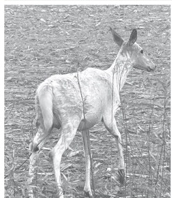 It’s the ecology, stupid