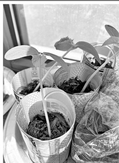 Garden updates