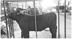 Northwoods Premiere Beef Show held May 17 Northwoods Premiere Beef Show held May 17