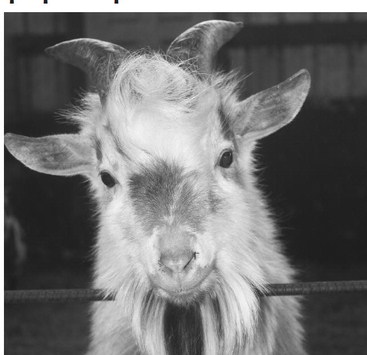 Goat milk and aquaponic produce shows a different way to dairy
