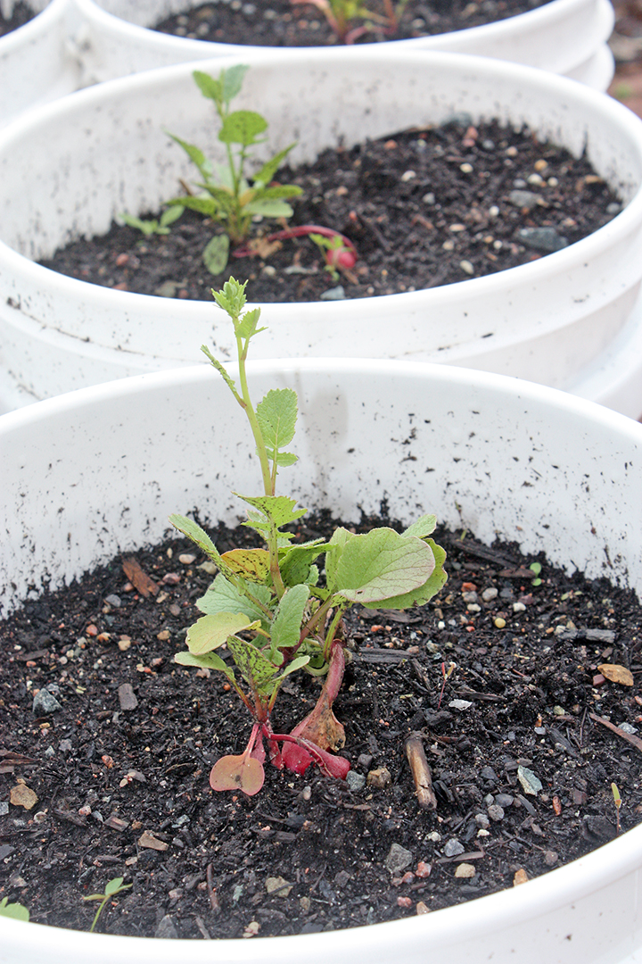 How Does Your Garden Grow?