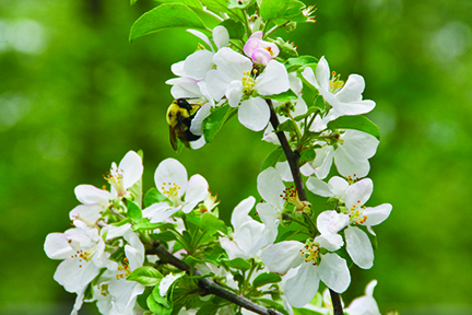 Lend a hand all year long, to help out your butterflies, bees and other pollinators