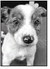 Clark County Humane Society ‘Pet ….