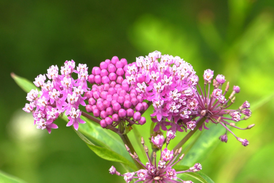 Milkweed shines as the state’s Plant of the Year