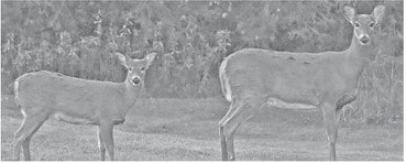 Natural Resources Board finalizes antlerless quotas, permit numbers