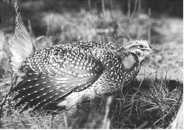 DNR announces sharp-tailed grouse hunting for fall 2025