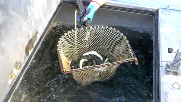 Wisconsin waters are fully stocked Wisconsin waters are fully stocked