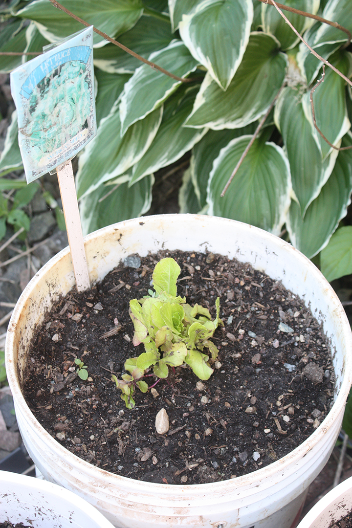 Lettuce get organized