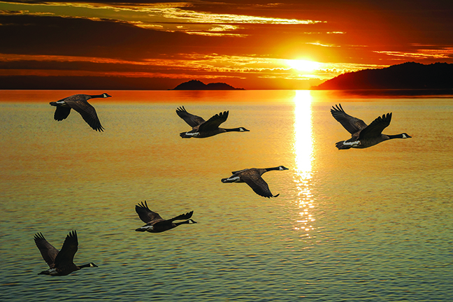 Open season on park geese?