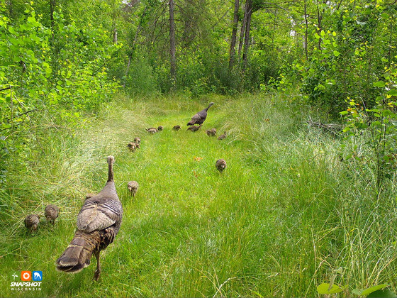 Record bird observations to help population research