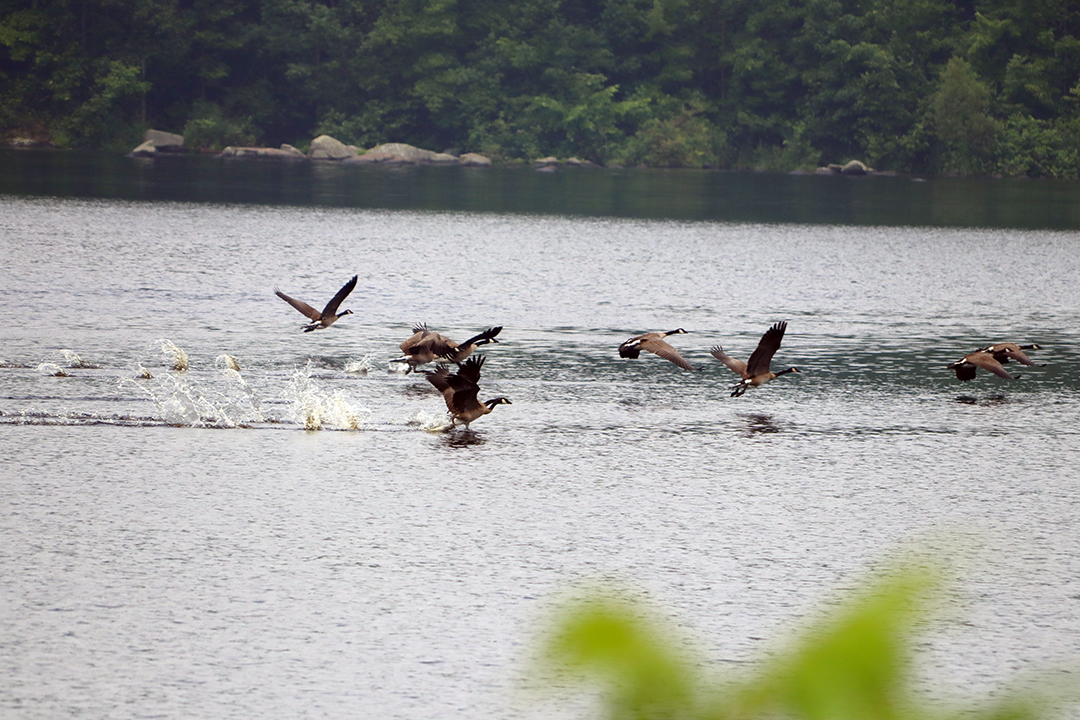 Your goose is about to be cooked – and that’s no lie