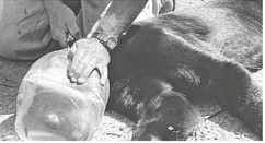 Bear with plastic jar on its head freed in northern Wisconsin