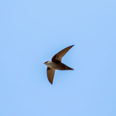 Help count migrating chimney swifts when they roost