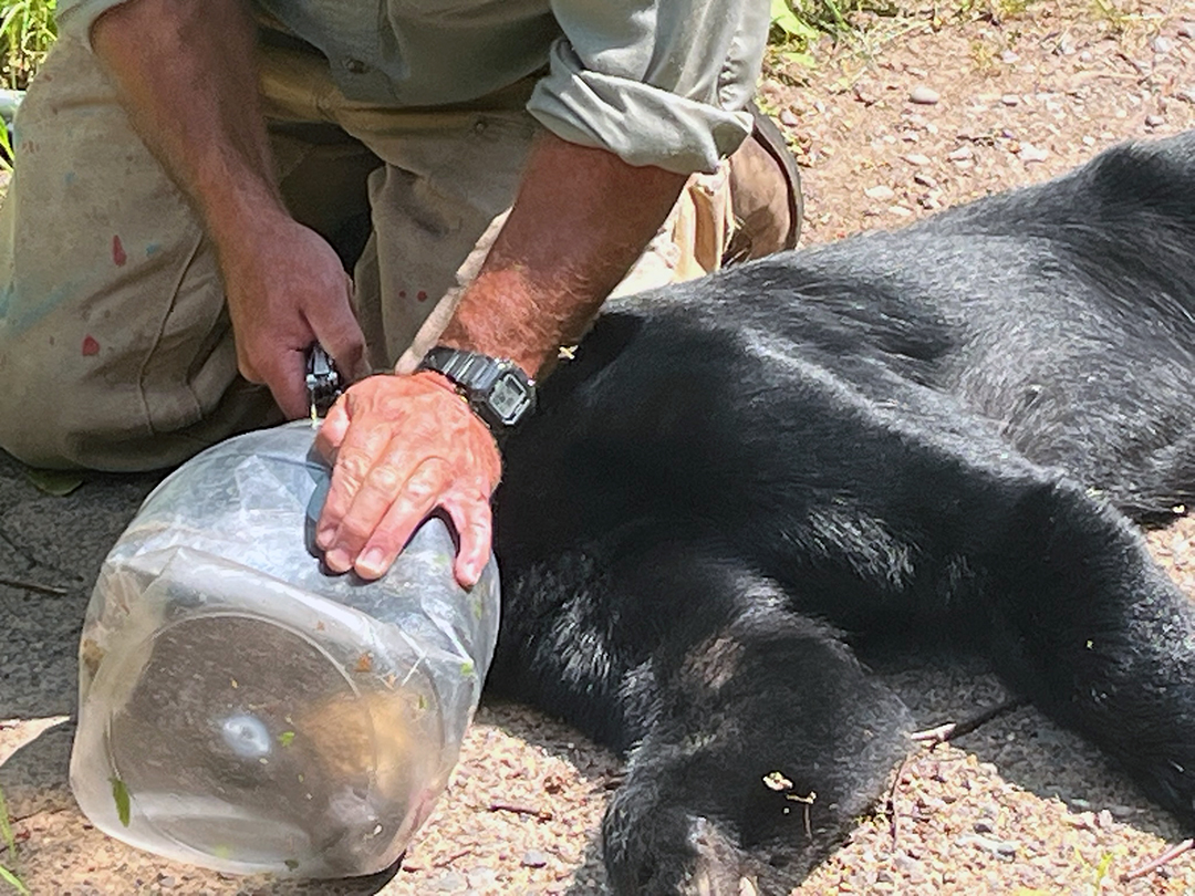 Bear with plastic jar on its head freed in northern Wisconsin