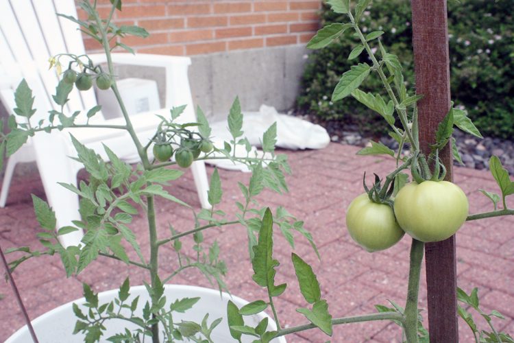 Producing produce Producing produce