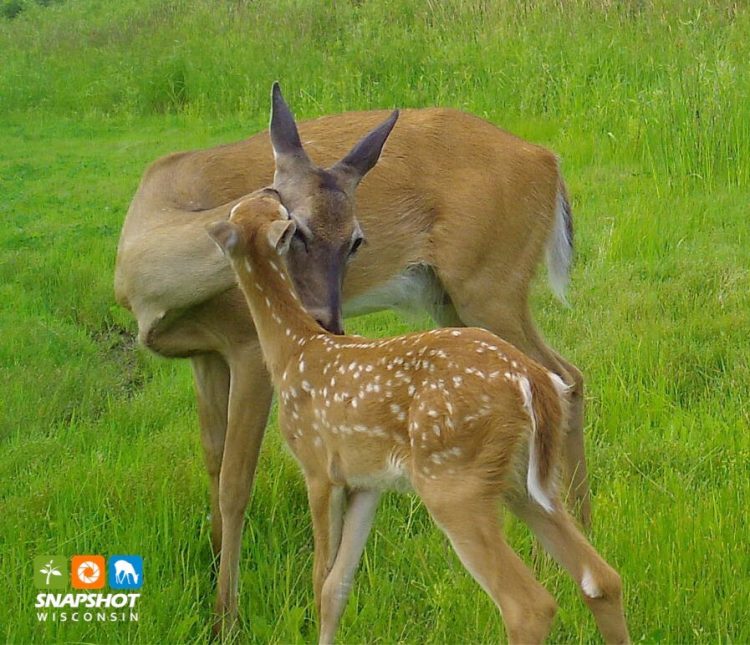 Explore our wildlife through the lenses of trail cameras