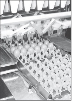 ‘Egg-citing’ venture — Enve Ag LLC opens chicken farming operation north of Greenwood