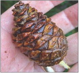 DNR will buy bushels of pinecones from collectors