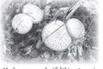 An Outdoorsman’s Journal An Outdoorsman’s Journal