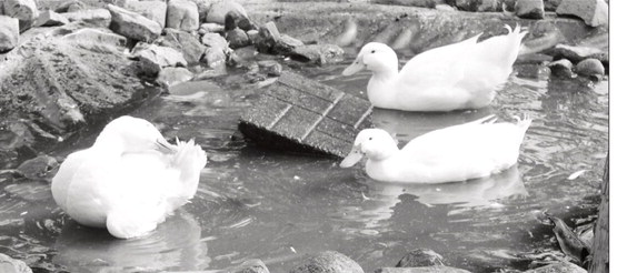 A hobby farm with a purpose