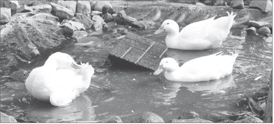 Ahobby farm with a purpose