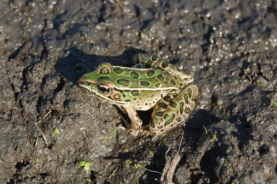 Watch the roadway for reptiles and amphibians