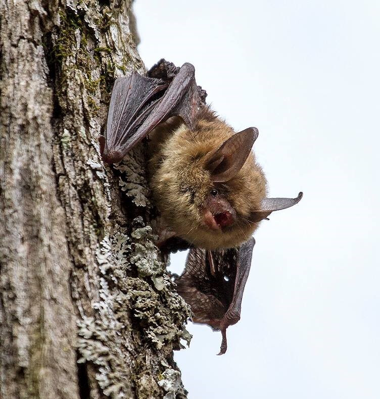 Brown bats rebounding, other species still threatened