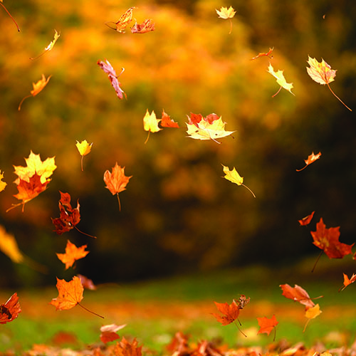 Making the most of yard waste helps the planet
