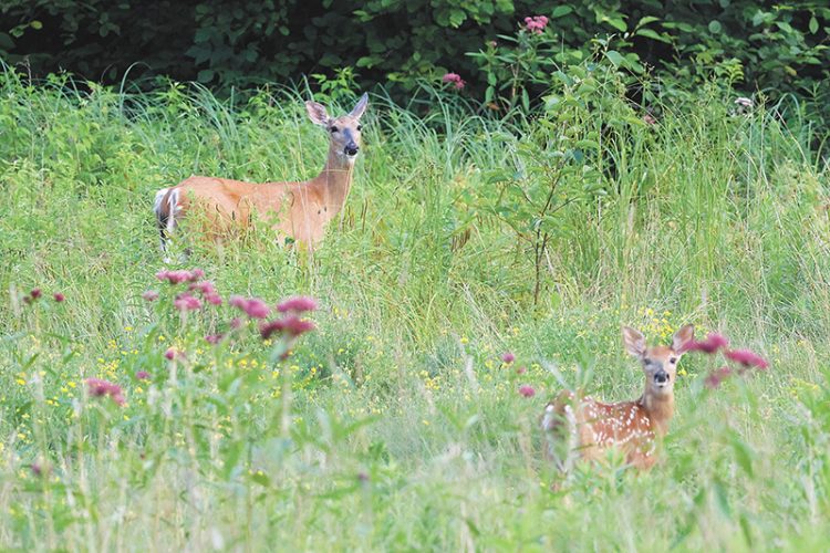 Mild winters should benefit herd; be aware of changes in forest zones