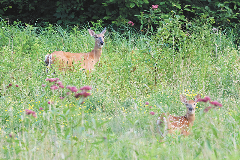 Mild winters should benefit herd; be aware of changes in forest zones Mild winters should benefit herd; be aware of changes in forest zones