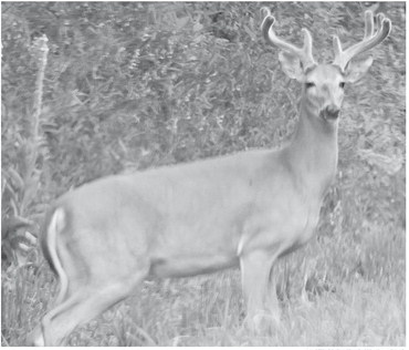 CWD sampling, carcass waste options