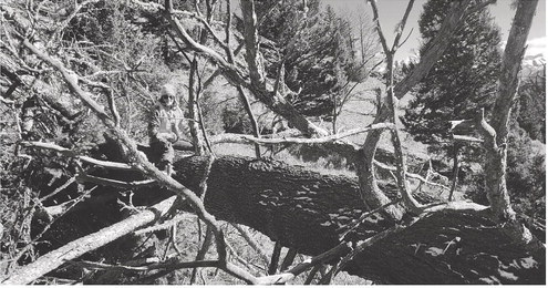 Ten days on a Montana mountain