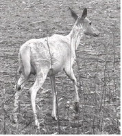 Hunters: Know the regulations and history regarding white deer