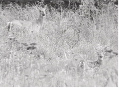 Mild winters should benefit herd; be aware of changes in forest zones