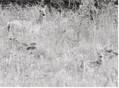 Mild winters should benefit herd; be aware of changes in forest zones