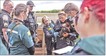 Dorchester man charged in cockfighting case