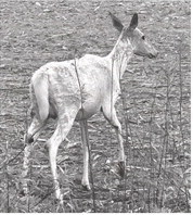 Hunters: Know the regulations and history regarding white deer