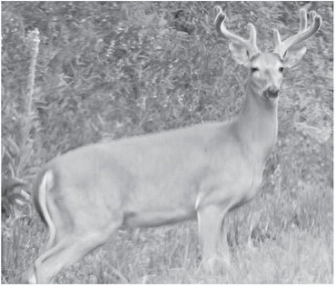 CWD sampling, carcass waste options