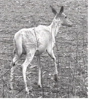 Hunters: Know the regulations and history regarding white deer